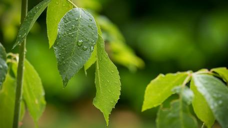 Fresh Green Leaves with Raindrops Glimmering in Nature's Embrace wallpaper