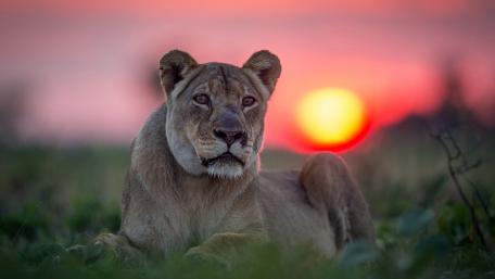 Majestic Lioness at Sunset wallpaper
