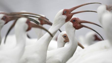 Graceful Ibis Gathering in Nature's Embrace wallpaper