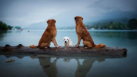 Golden Retrievers by the Serene Lake wallpaper