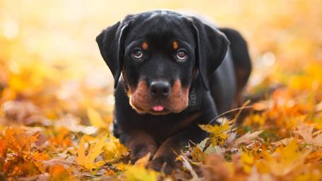 Autumn Rottweiler Amidst Fading Leaves wallpaper