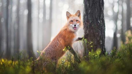 Fox in the Enchanted Forest Scene wallpaper
