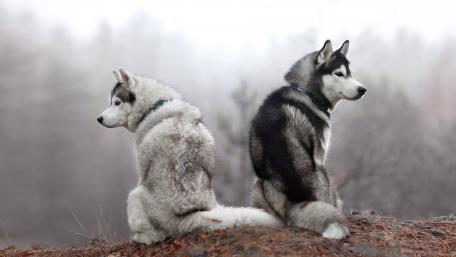 Siberian Huskies in a Misty Forest Setting wallpaper