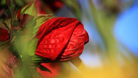 Vibrant Red Blossom in Nature's Embrace wallpaper