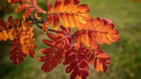 Autumn Leaves in Vibrant Hues wallpaper