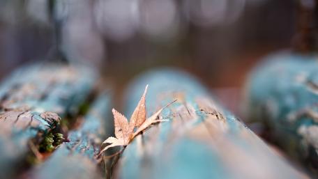 Exquisite Leaf on Weathered Wood wallpaper