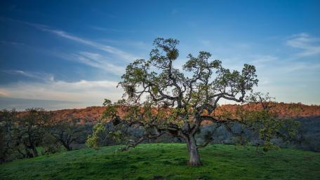 Majestic Oak Tree Under a Blue Sky wallpaper