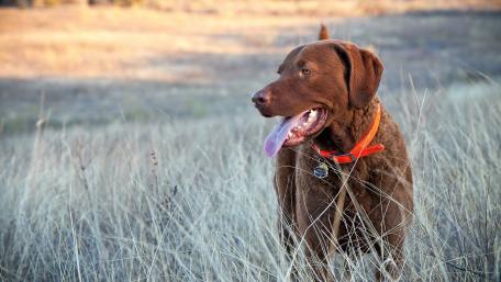 Charming Dog in a Golden Meadow Scene wallpaper