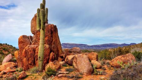 Desert Oasis with Saguaro Cactus and Rocky Terrain wallpaper