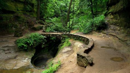 Serene Forest Pathway in Lush Greenery wallpaper