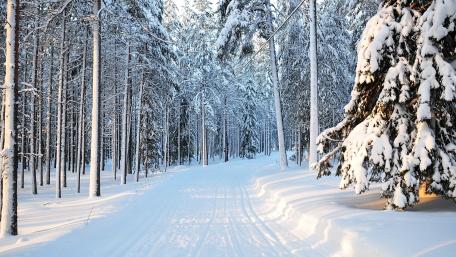 Winter Wonderland Amidst Snowy Pines wallpaper