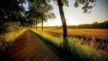 Serene Pathway Through Nature's Golden Light wallpaper