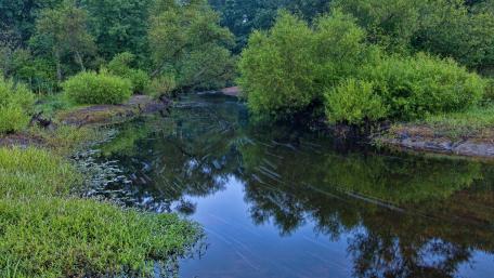 Tranquil River Reflections in Lush Greenery wallpaper