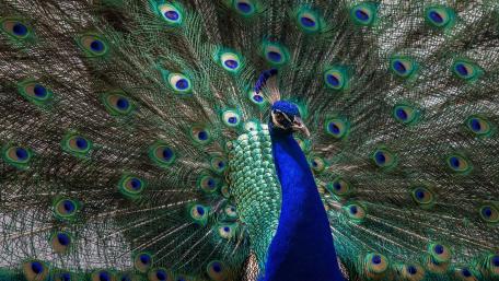 Majestic Peacock Displaying Its Splendor wallpaper
