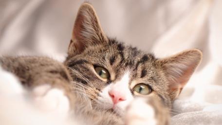 Cozy Cat Relaxing on Soft Surface wallpaper