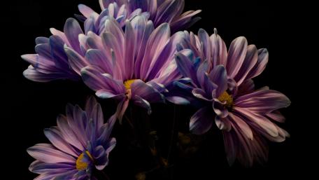 Elegant Purple Blooms for Modern Spaces wallpaper