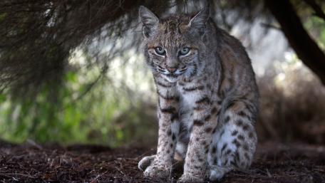 Majestic Lynx in Natural Habitat wallpaper