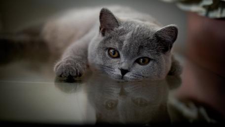 Charming Cat Relaxing on Smooth Surface wallpaper