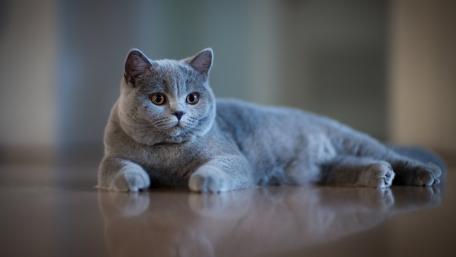 Charming Grey Cat Relaxing on a Floor wallpaper