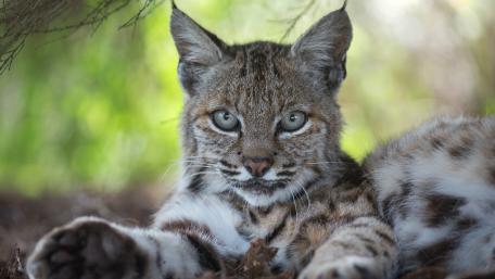 Majestic Bobcat Resting in Nature wallpaper