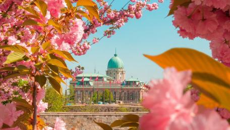 Blooming Cityscape Amidst Cherry Blossoms wallpaper