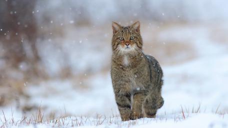 Majestic Wildcat Walking Through Snowfall wallpaper