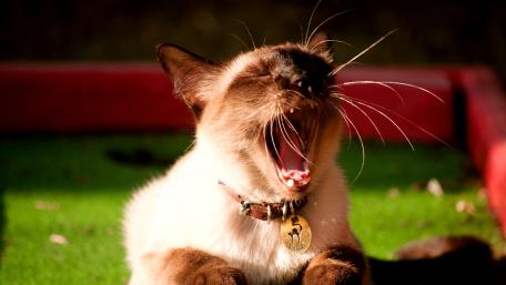 Sleepy Siamese Cat Caught in a Yawn wallpaper