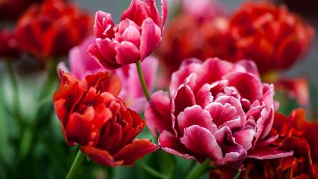 Vibrant Tulips Capturing Nature's Beauty wallpaper