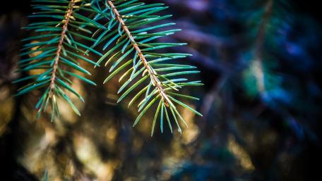 Delicate Pine Needles Glimmering in the Light wallpaper