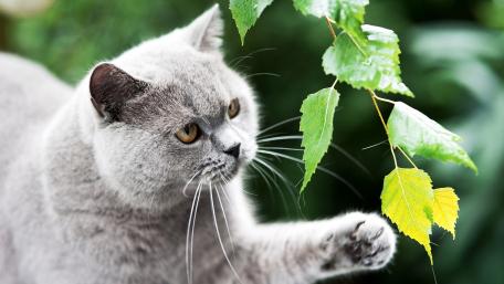 Charming Cat Curiously Exploring Nature's Decor wallpaper