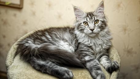 Majestic Maine Coon Cat in a Cozy Setting wallpaper