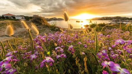 Vibrant Sunset Over a Flowering Meadow wallpaper