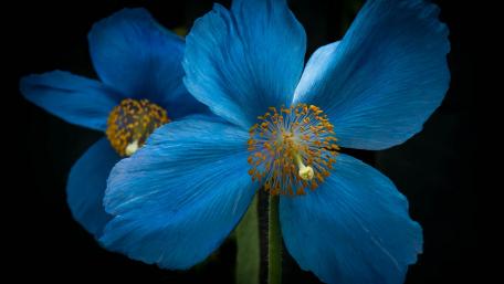 Vibrant Blue Blossoms Captivating Nature's Beauty wallpaper