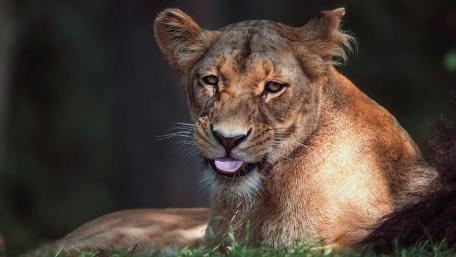 Majestic Lioness in Serenity wallpaper