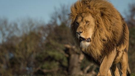 Majestic Lion in its Habitat wallpaper