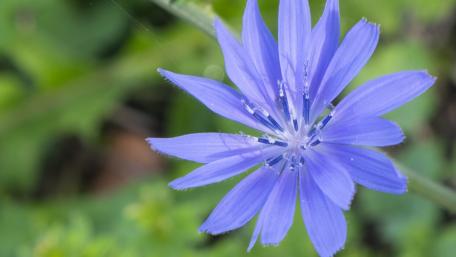 Delicate Beauty of Blue Blossoms wallpaper