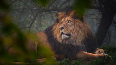 Majestic Lion in a Misty Landscape wallpaper