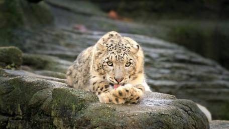 Snow Leopard Relaxing on a Rocky Surface wallpaper