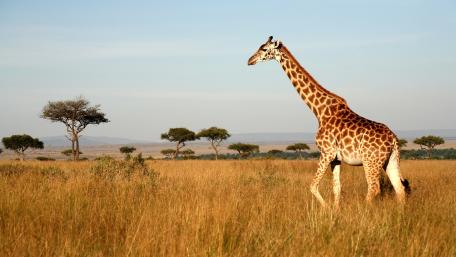Graceful Giraffe in Serene Savannah Scene wallpaper