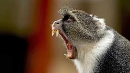 Vivid Yawning Monkey Portrait wallpaper