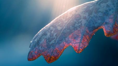 Dew-kissed Leaf Glimmering in Soft Light wallpaper