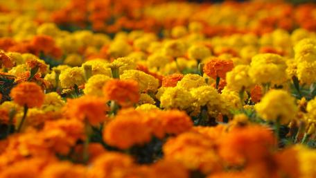 Vibrant Marigold Fields in Full Bloom wallpaper