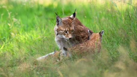 Lynx Family in Nature's Embrace wallpaper
