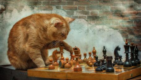 Clever Cat Engaged in Chess Match wallpaper
