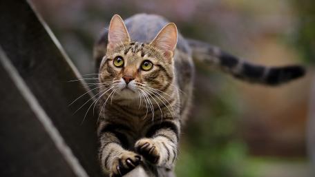 Graceful Stride of a Curious Cat wallpaper