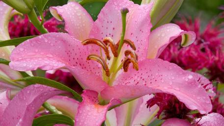 Delicate Pink Lilies with Dew Drops wallpaper