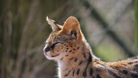 Elegant Serengeti Serval in Sunlight wallpaper