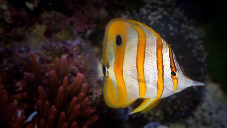 Vibrant Colorful Fish Underwater Scene wallpaper