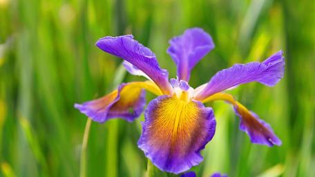Vibrant Purple Iris in Blooming Garden wallpaper