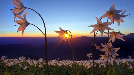 Golden Sunrise Over Mountain Flowers wallpaper